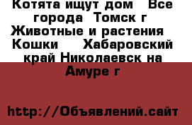 Котята ищут дом - Все города, Томск г. Животные и растения » Кошки   . Хабаровский край,Николаевск-на-Амуре г.